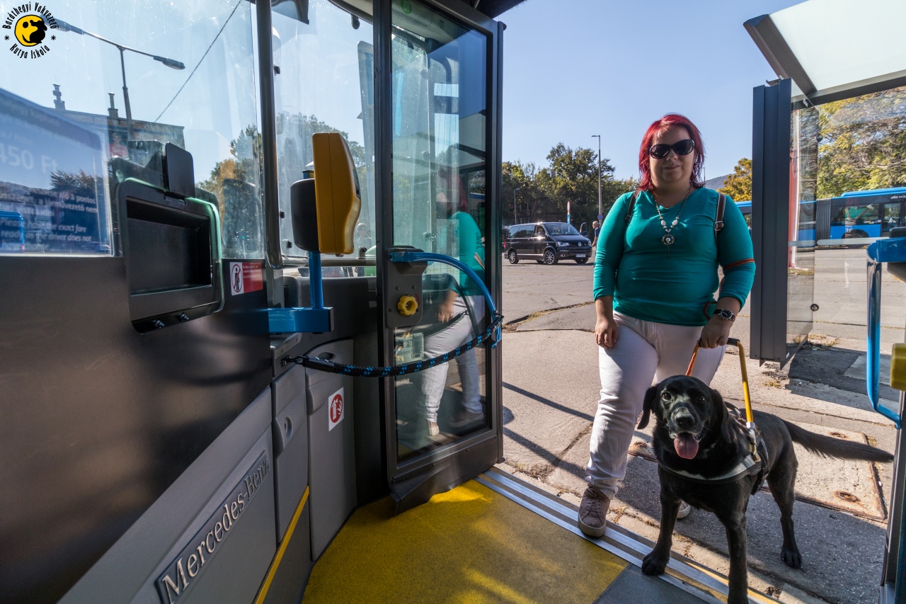 Valódi és a kéretlen segítség a vakvezető kutyások életében