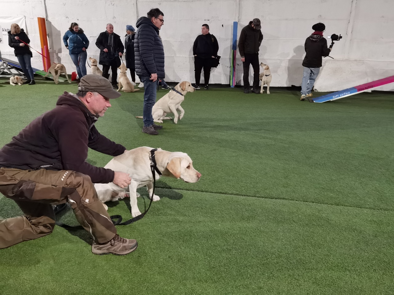 Ezért is ilyen hihetetlenek a vakvezető kutyák