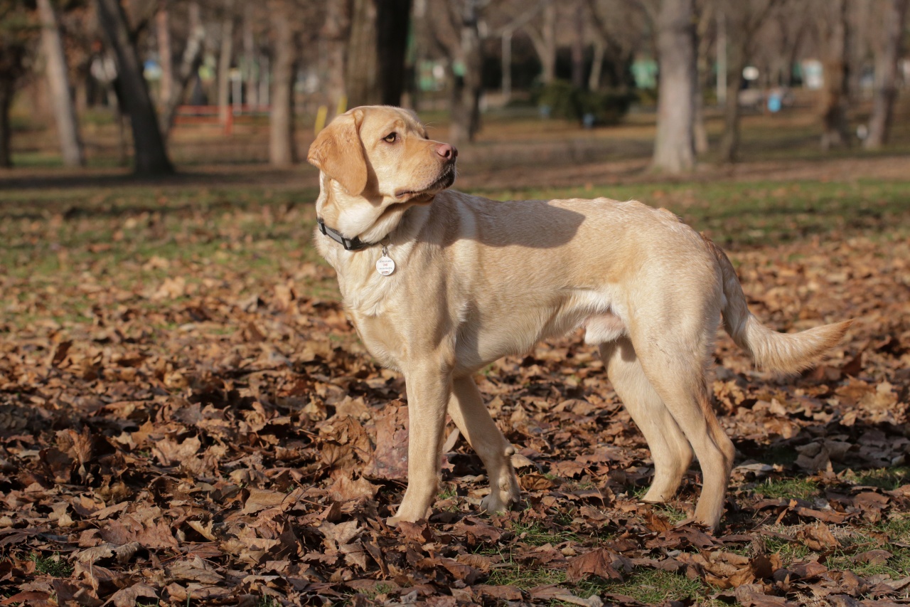 Veszélyben a kutyák – Pixel diómérgezést kapott