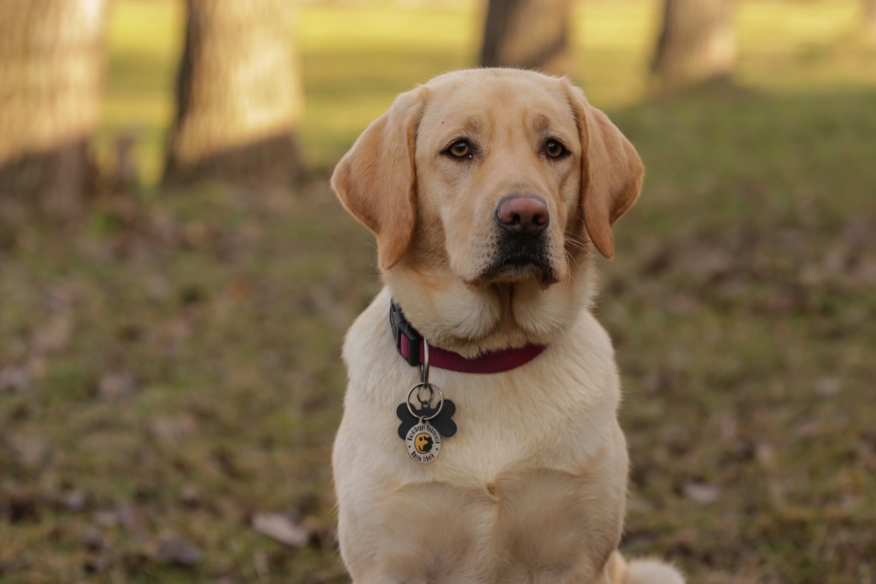 Vakvezető kutyánkat kétszer támadták meg Győrben
