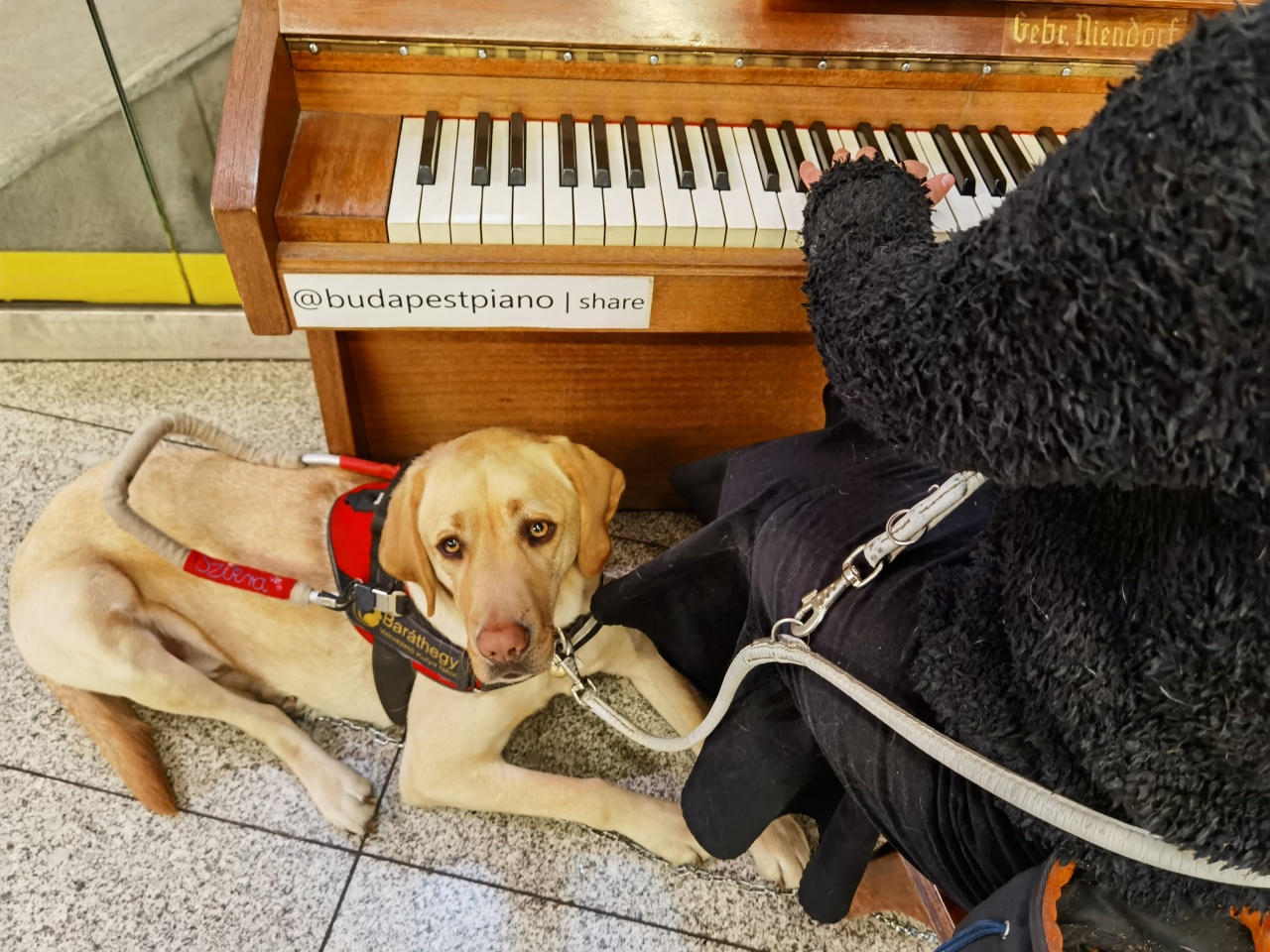 Köztéri zongorákon játszik, hogy segítse a vakvezető kutyák képzését