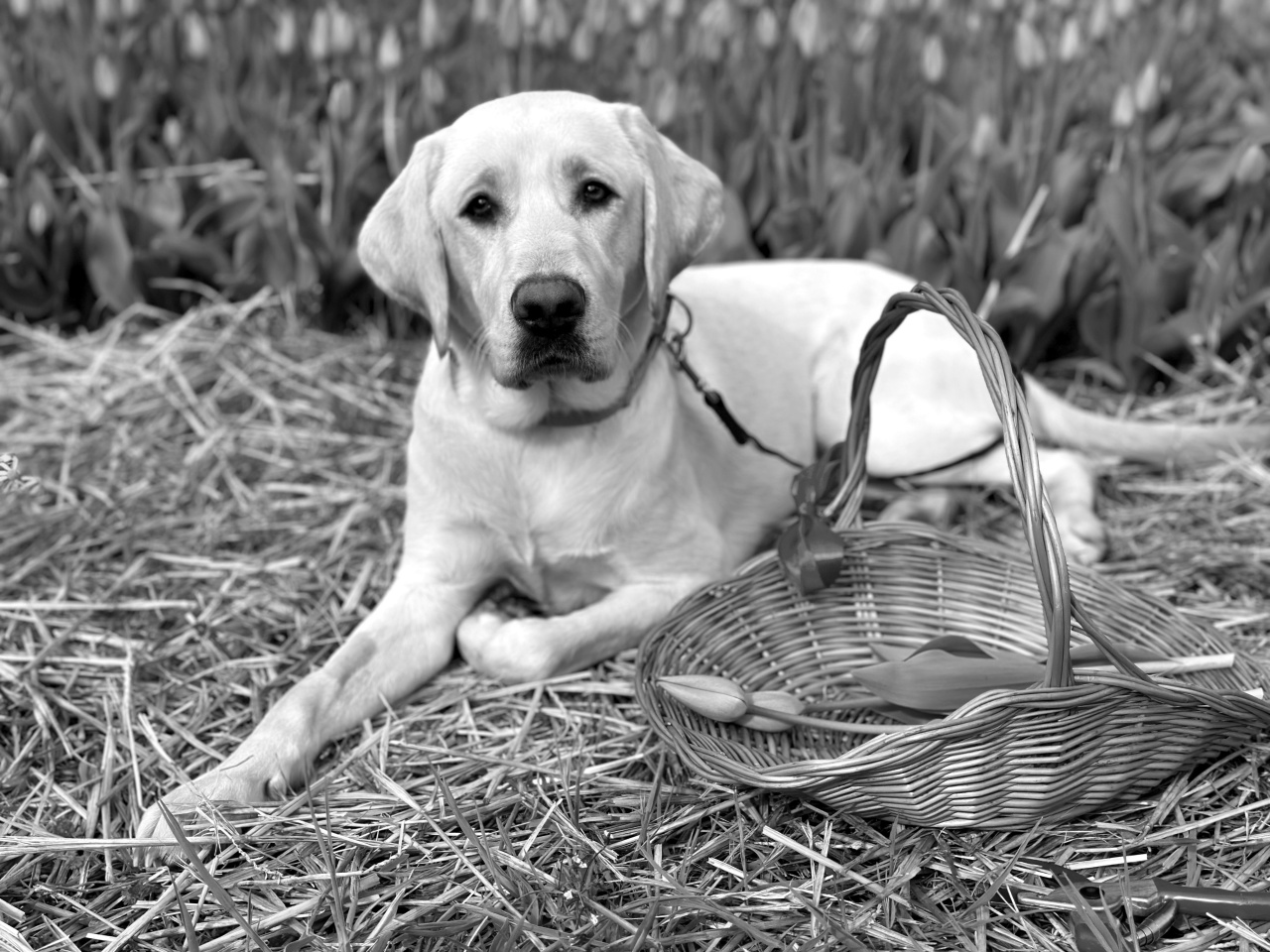 Egyéves kutyánkat gyászoljuk