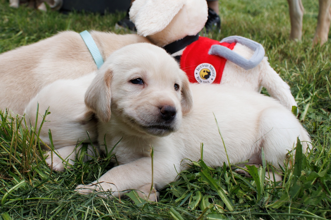 Kölyöknevelőket keresünk tíz sárga vakvezető tanoncnak