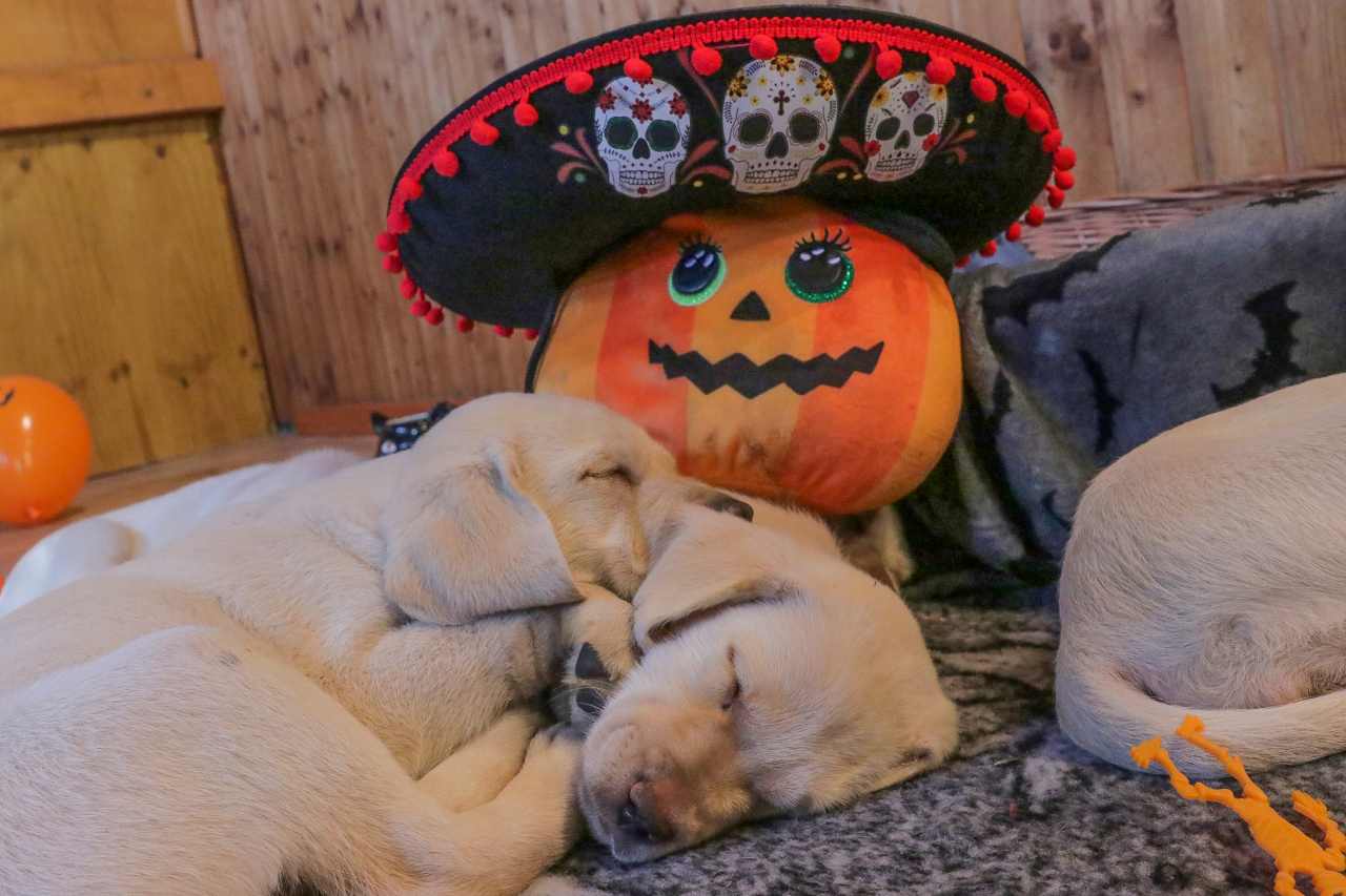 Halloween labrador kölykökkel