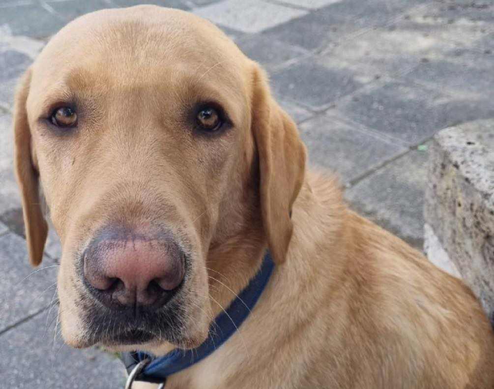 Rutinosan ment át a vizsgán Vera és Tramini