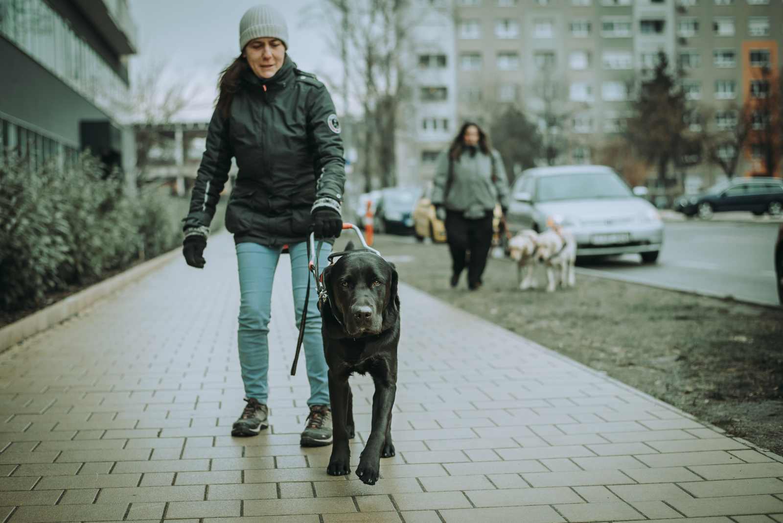 Vakvezető kutyával biztonságosabb ónos esőben is