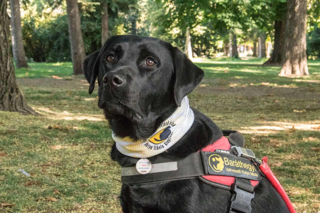 Miről lehet felismerni egy segítőkutyát?