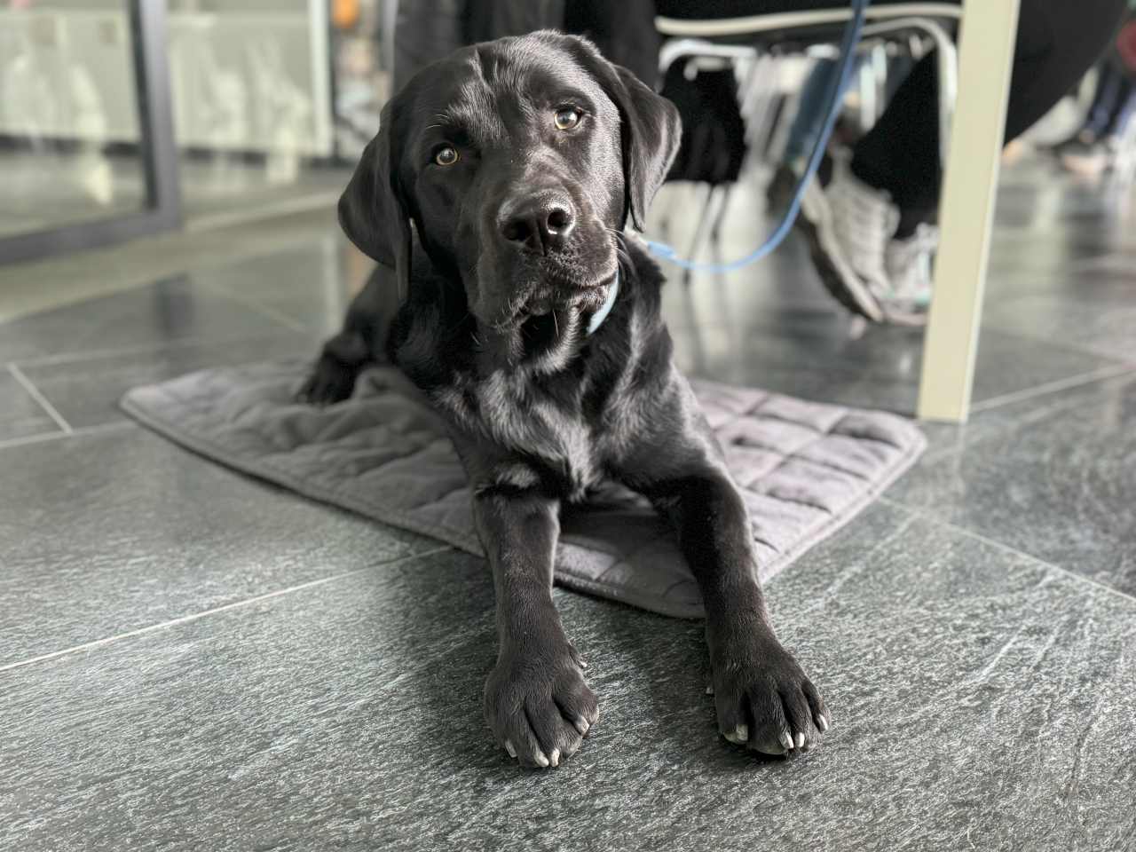 Önkénteseknek tartottunk oktatást