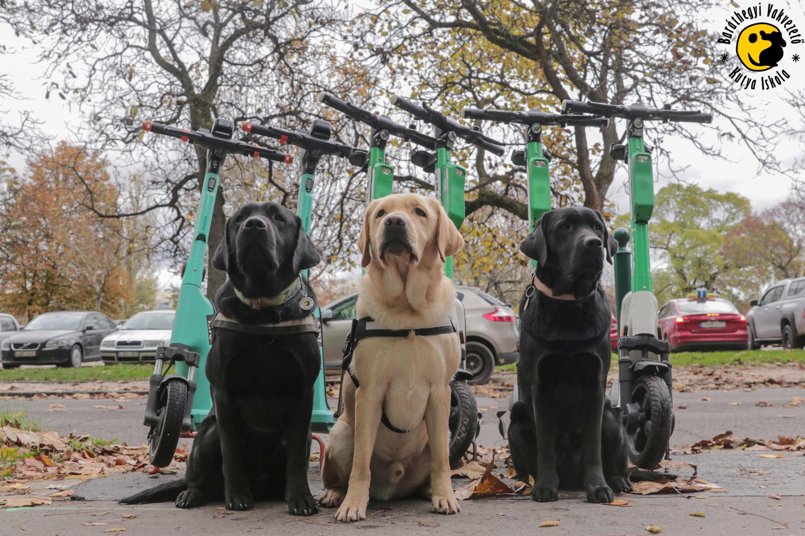 Rollerező vakvezető kutyák