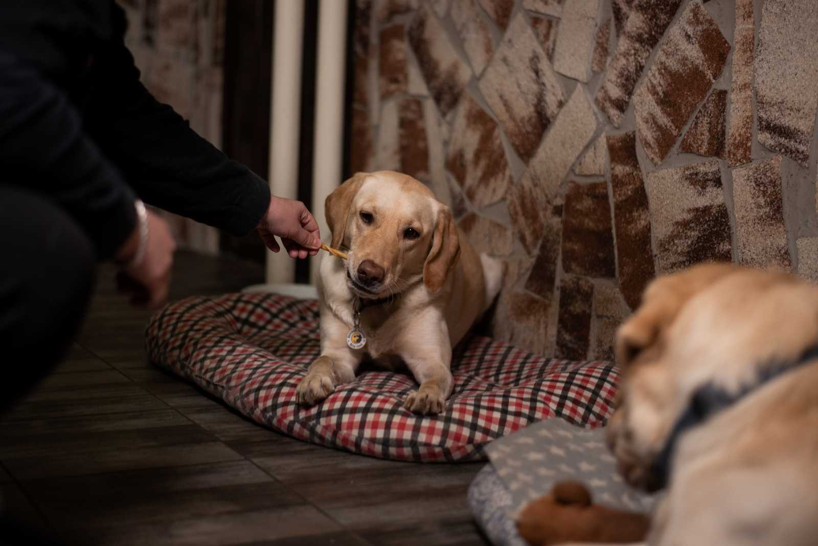 Ezért adunk a vakvezető kutyáknak jutalomfalatot