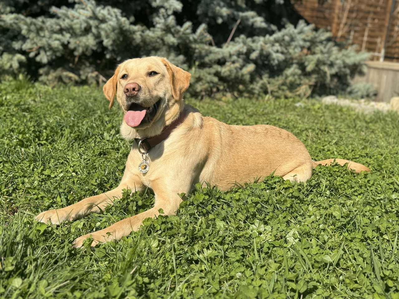 Mentőkutyának született