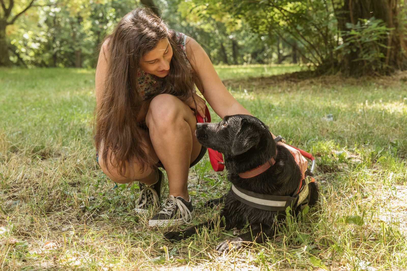 Világszerte egyre több önkéntes segíti a vakvezető kutyák képzését
