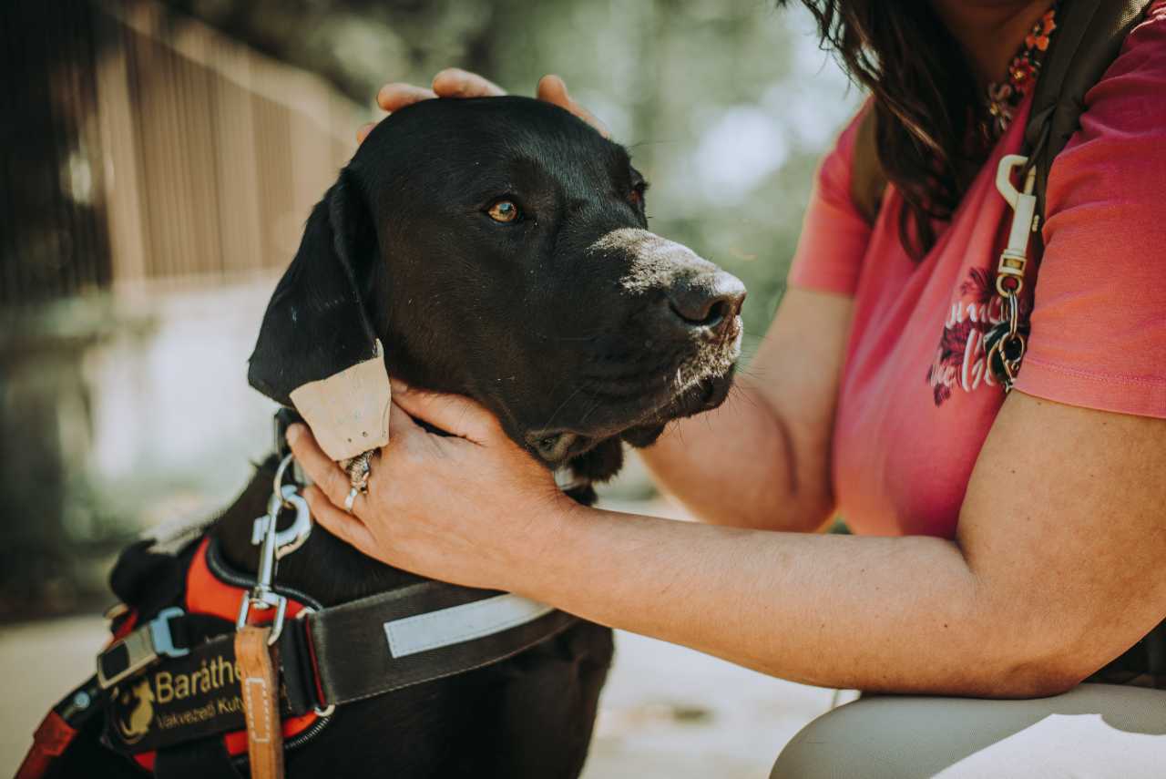 Kutya támadta meg vakvezető kutyánkat – két bátor iskolás mentette meg