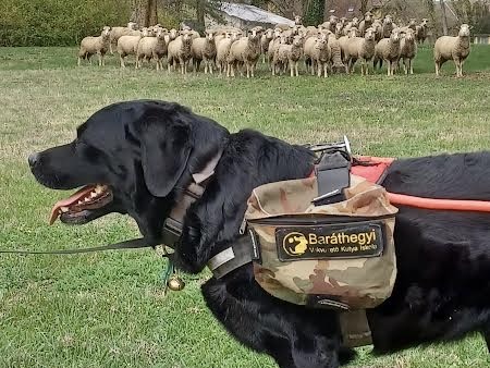 Indigó erdőjáró kutya lett