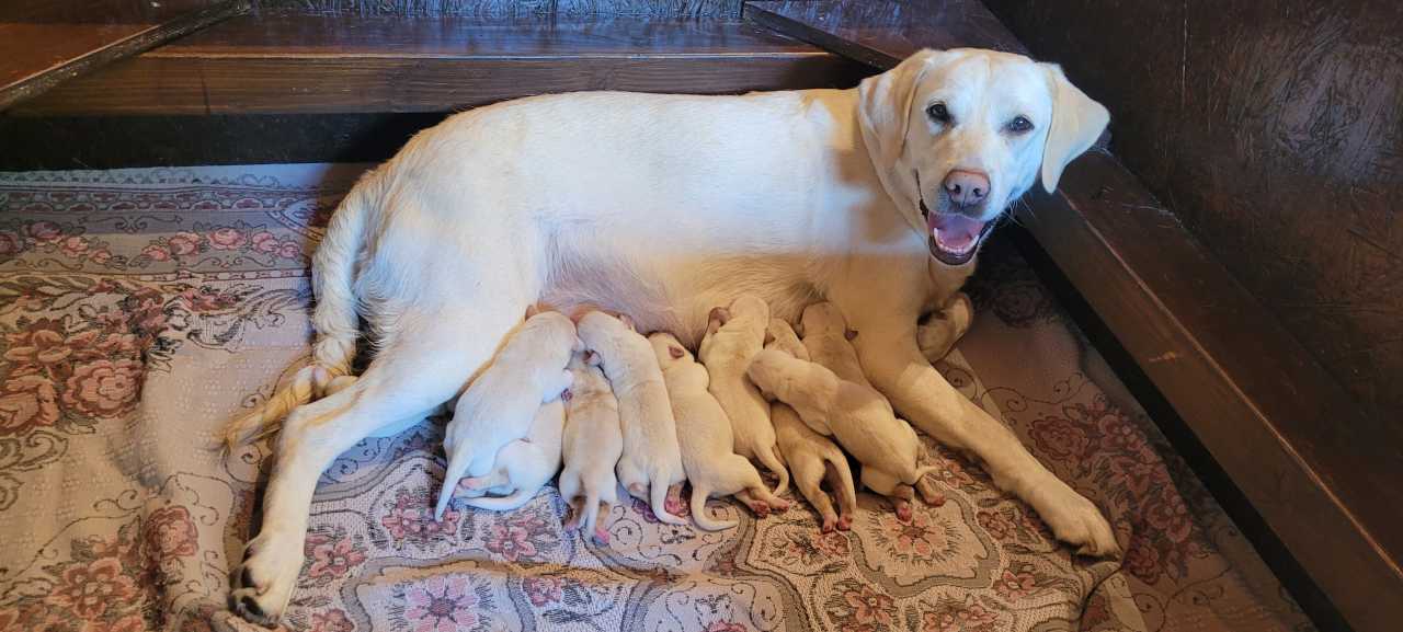 Elmeséljük az első szülés történetét