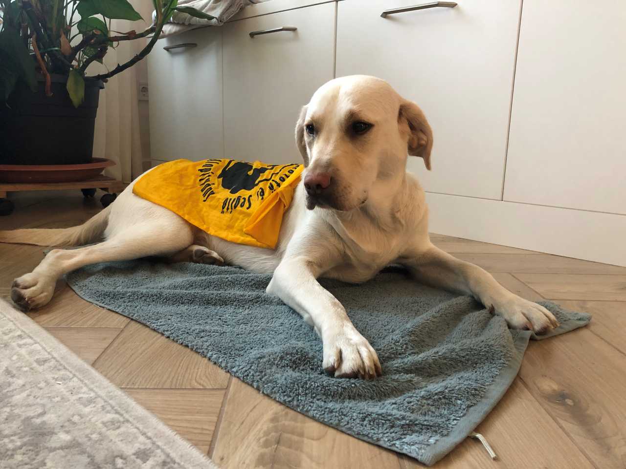 Elsősegélyt kell adni otthon, ha túlhevült a kutya!