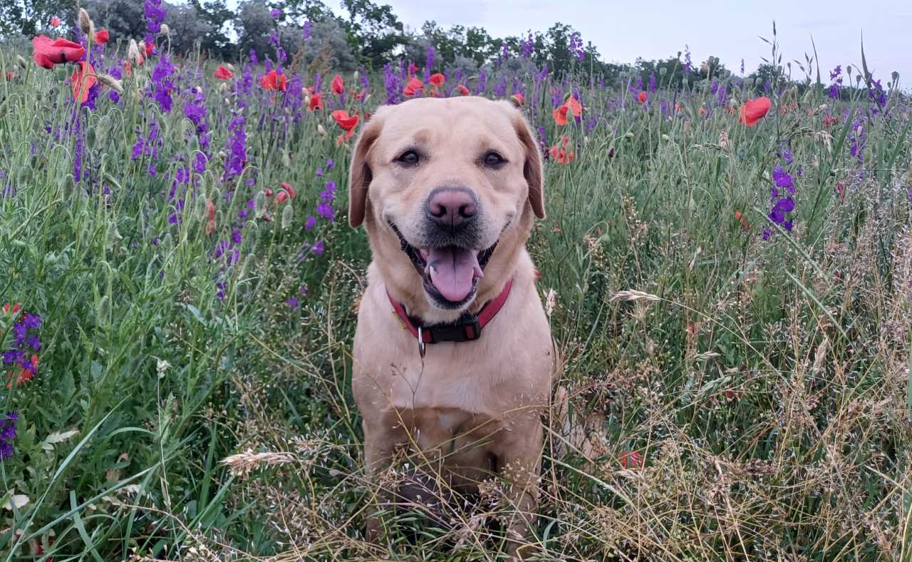 Topáz kölyköket vár