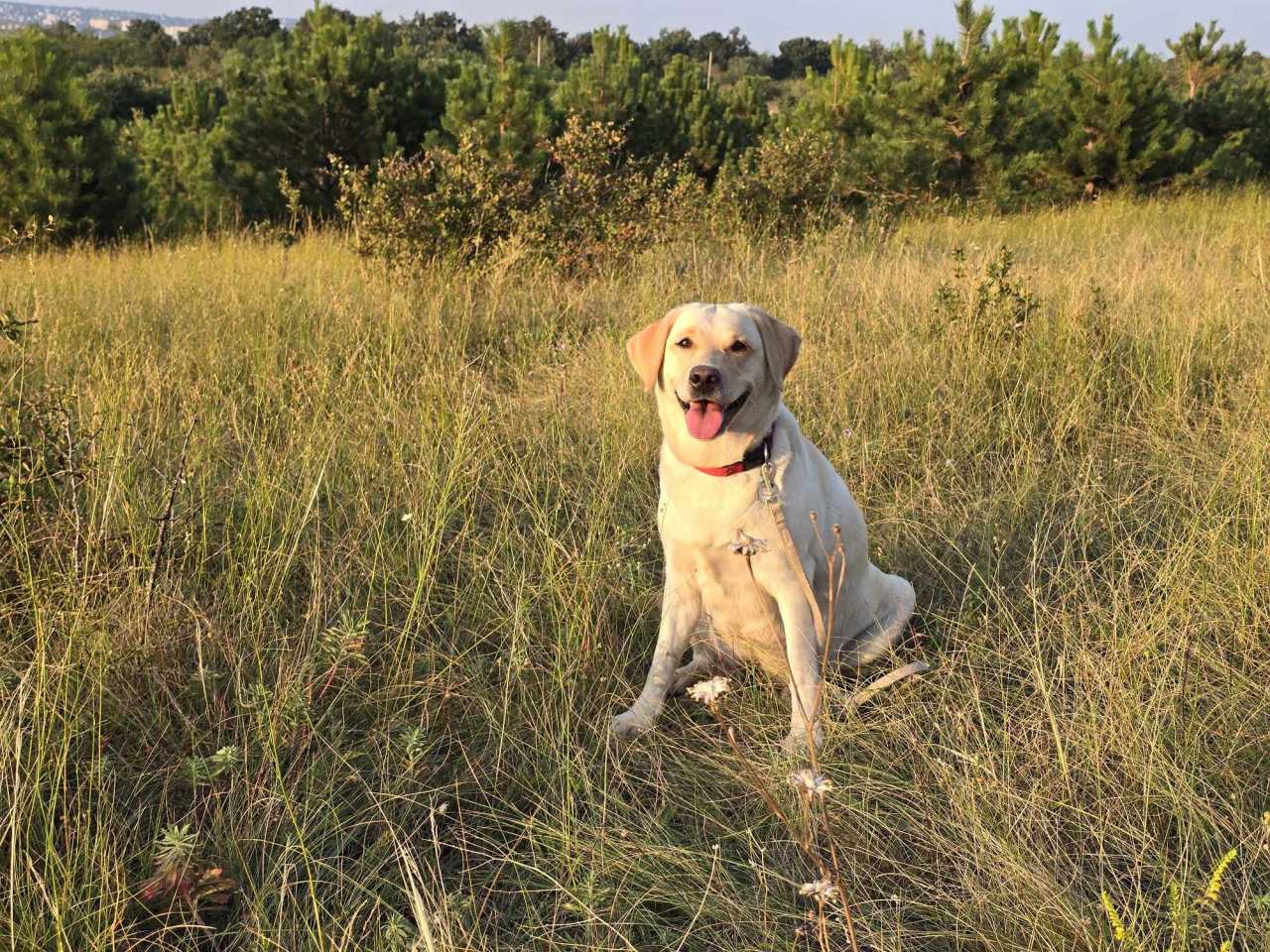 Drukkolunk az első almos kutyáknak!