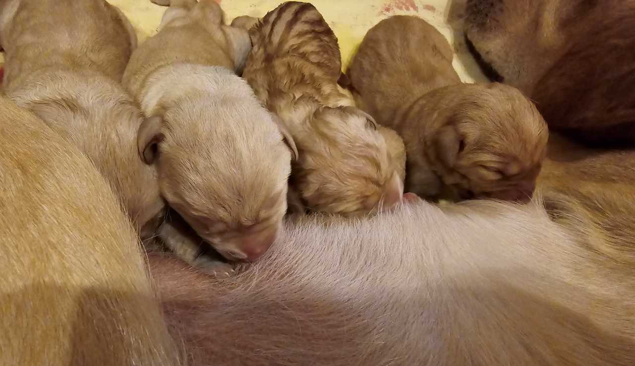 Topáz hét kölyköt szült