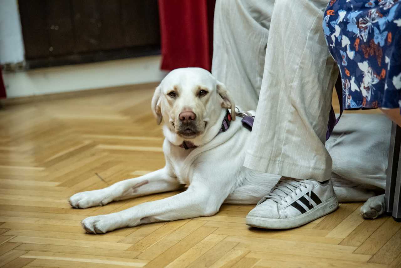 Színház a vakvezető kutyákért!