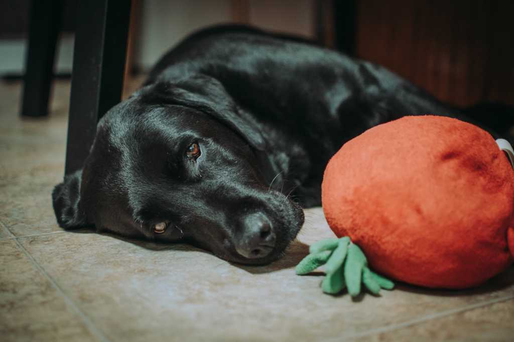 Dolly veszélyes műtéten van túl