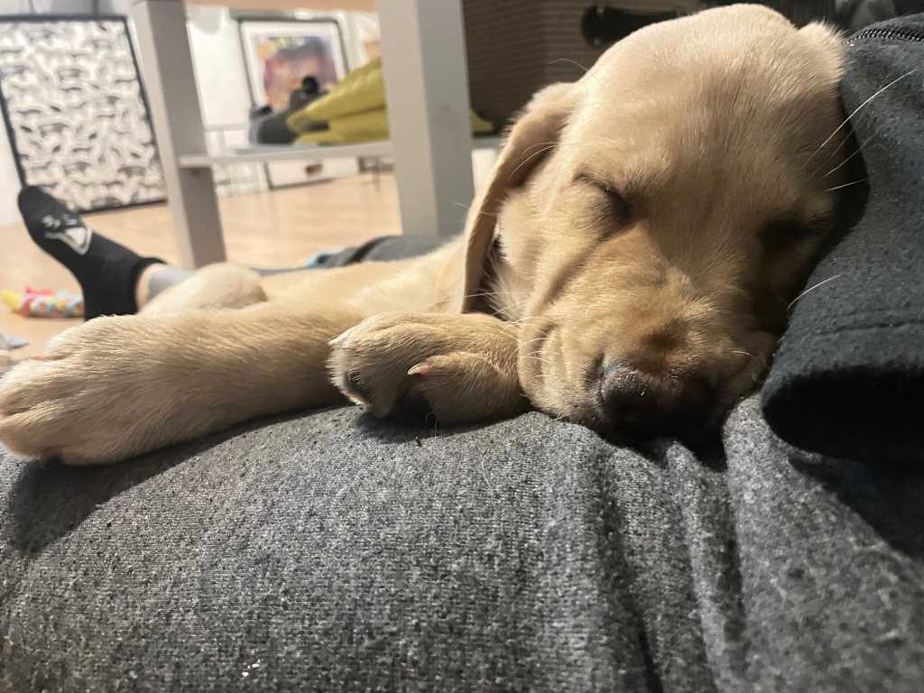 Frappé már a nevelőjénél alszik