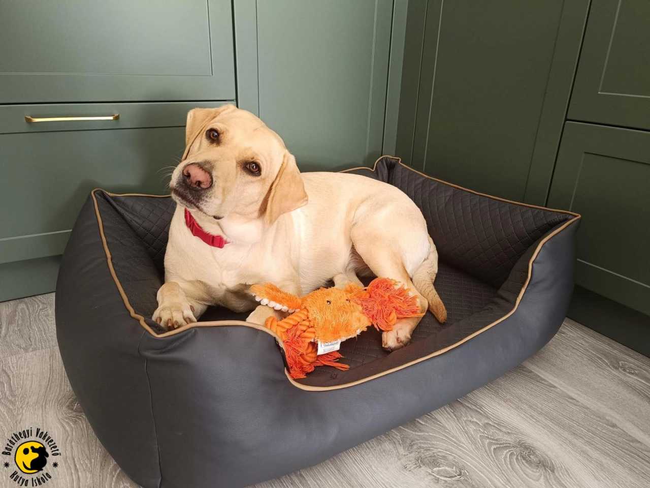 Azúr felnevelte az első almát