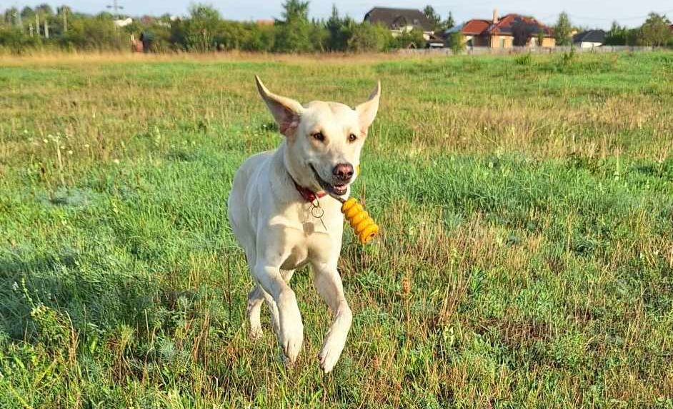 A nagy labdakérdés – milyen labdát válassz a kutyádnak?