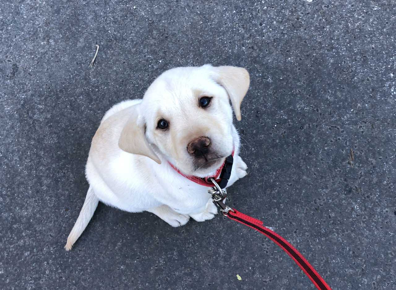 A kölyöknevelés menete – lépésről lépésre