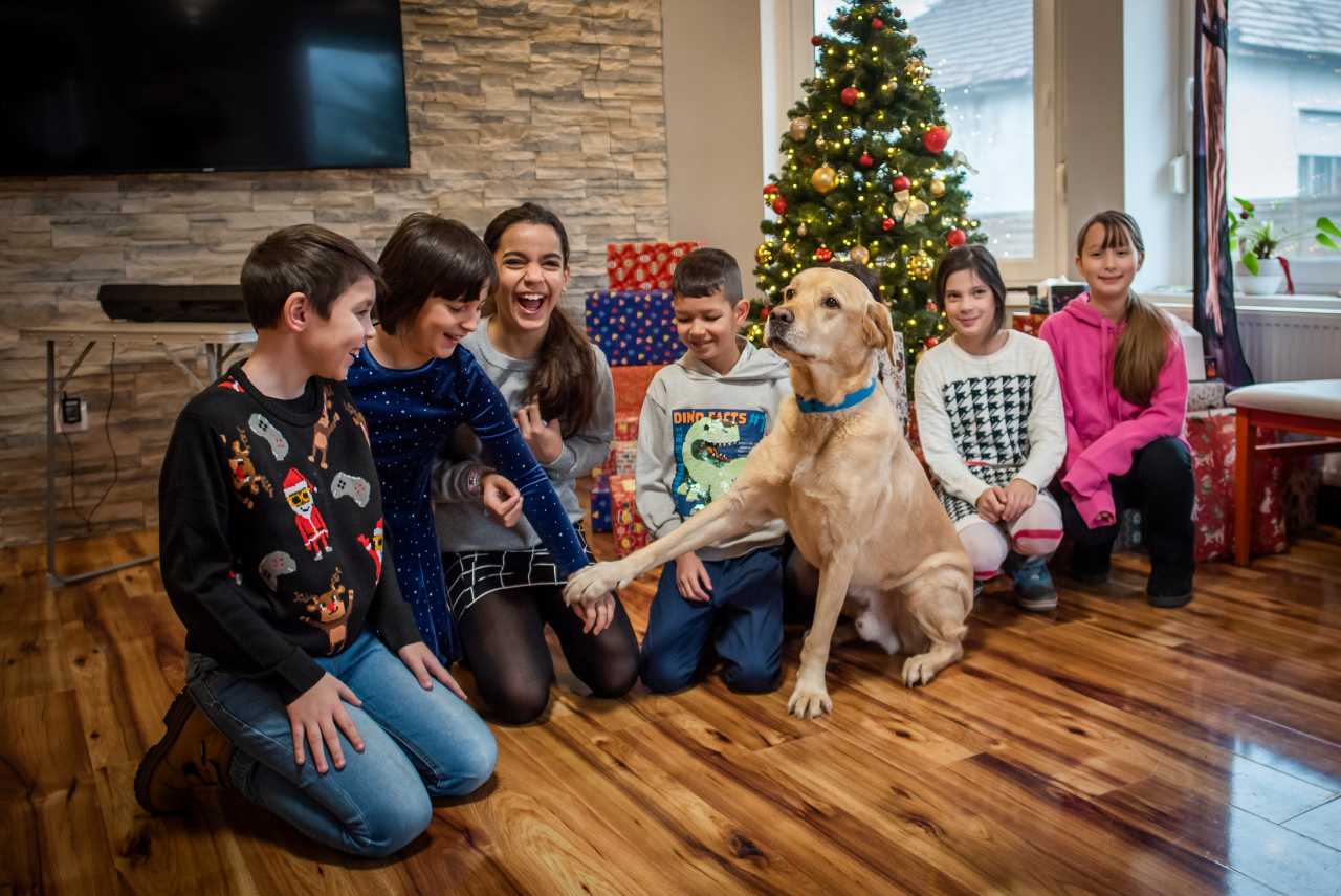 Karácsonyi ajándékot hoztak a vakvezető kutyáink
