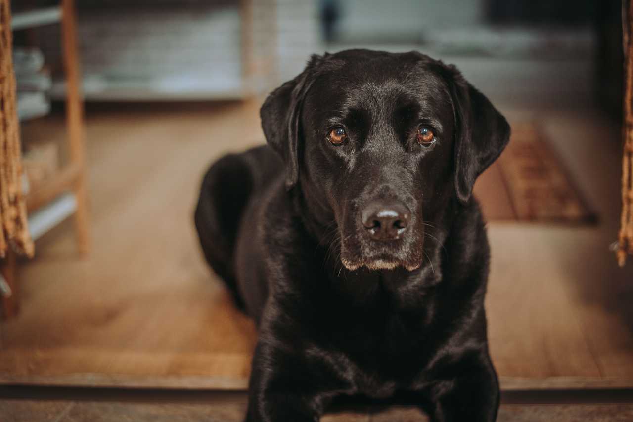 Dolly has recovered from spinal surgery and is leading again