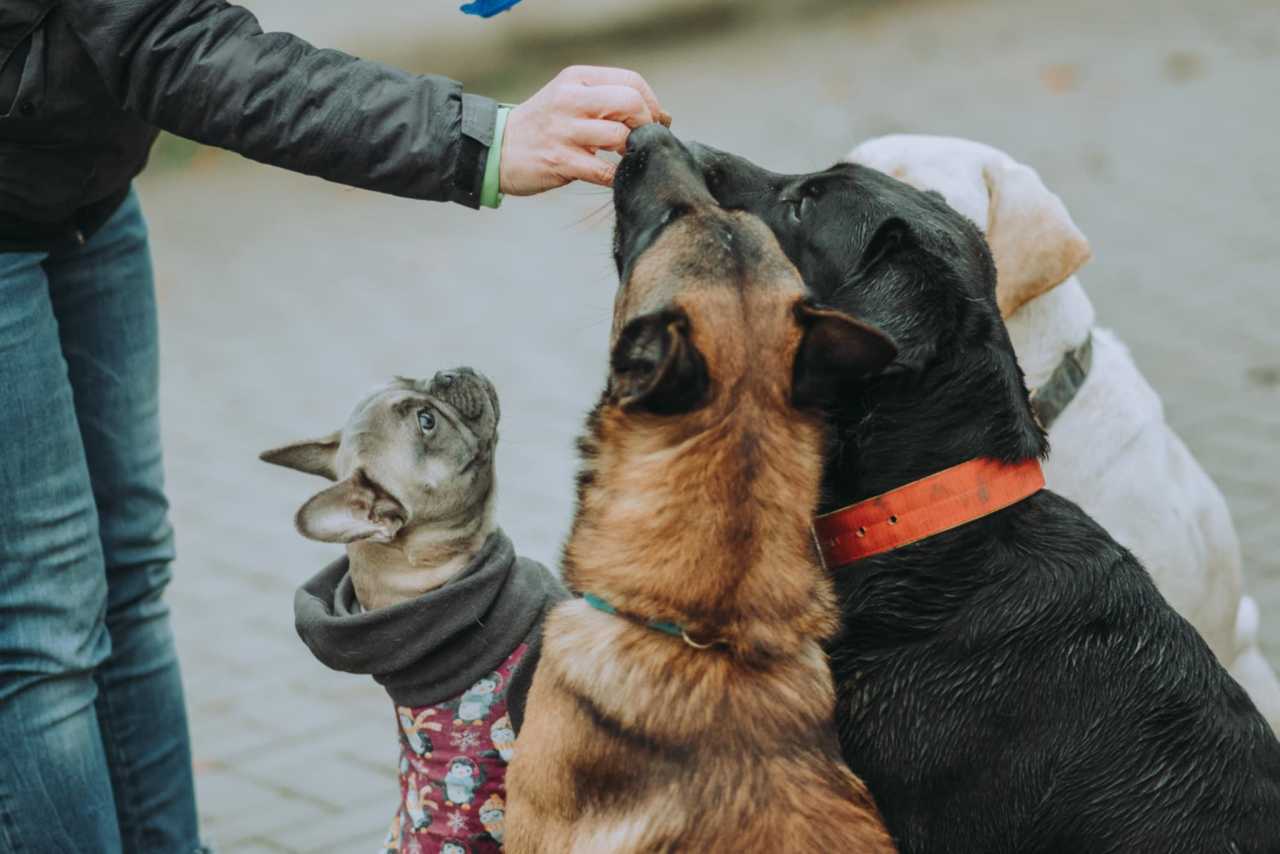 Tíz javaslat, hogy mitől óvjuk a kutyát a Nagy Karácsonyi Hastöméskor