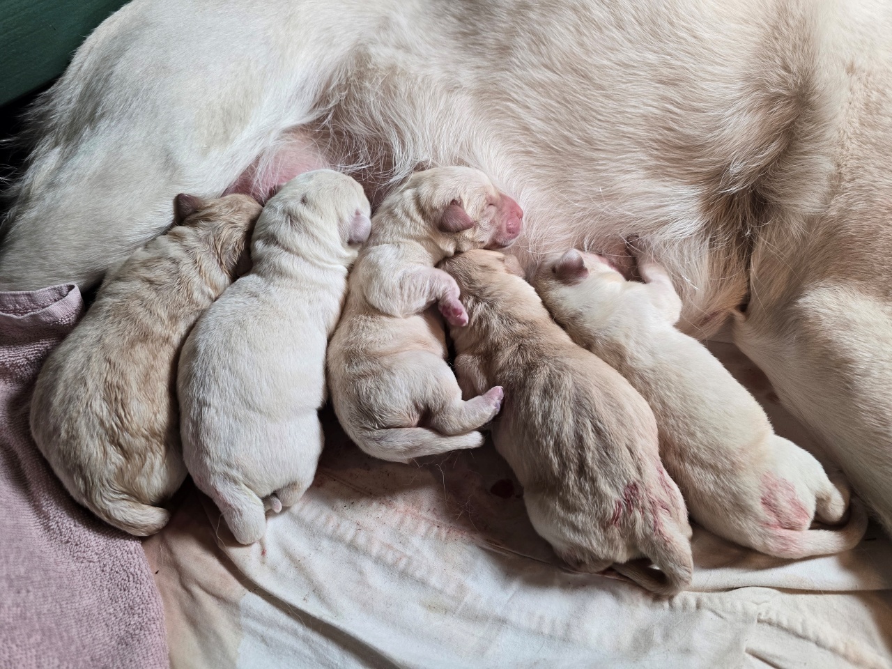 Megszülettek Zorka első kiskutyái