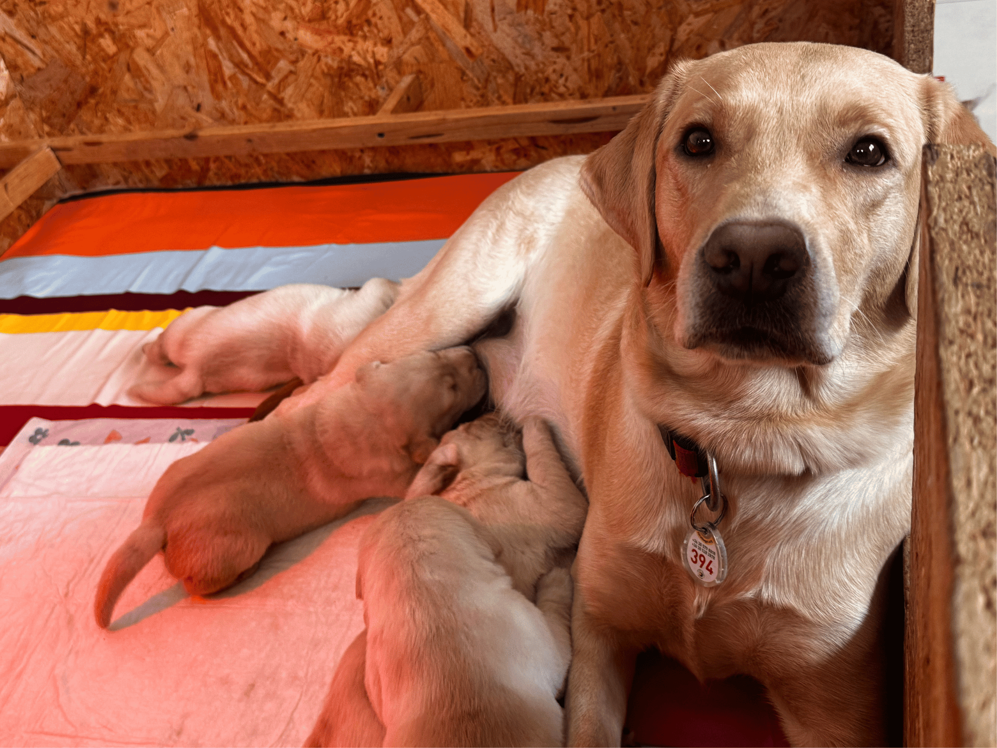 Próbálgatják a hangjukat Borsó kölykei