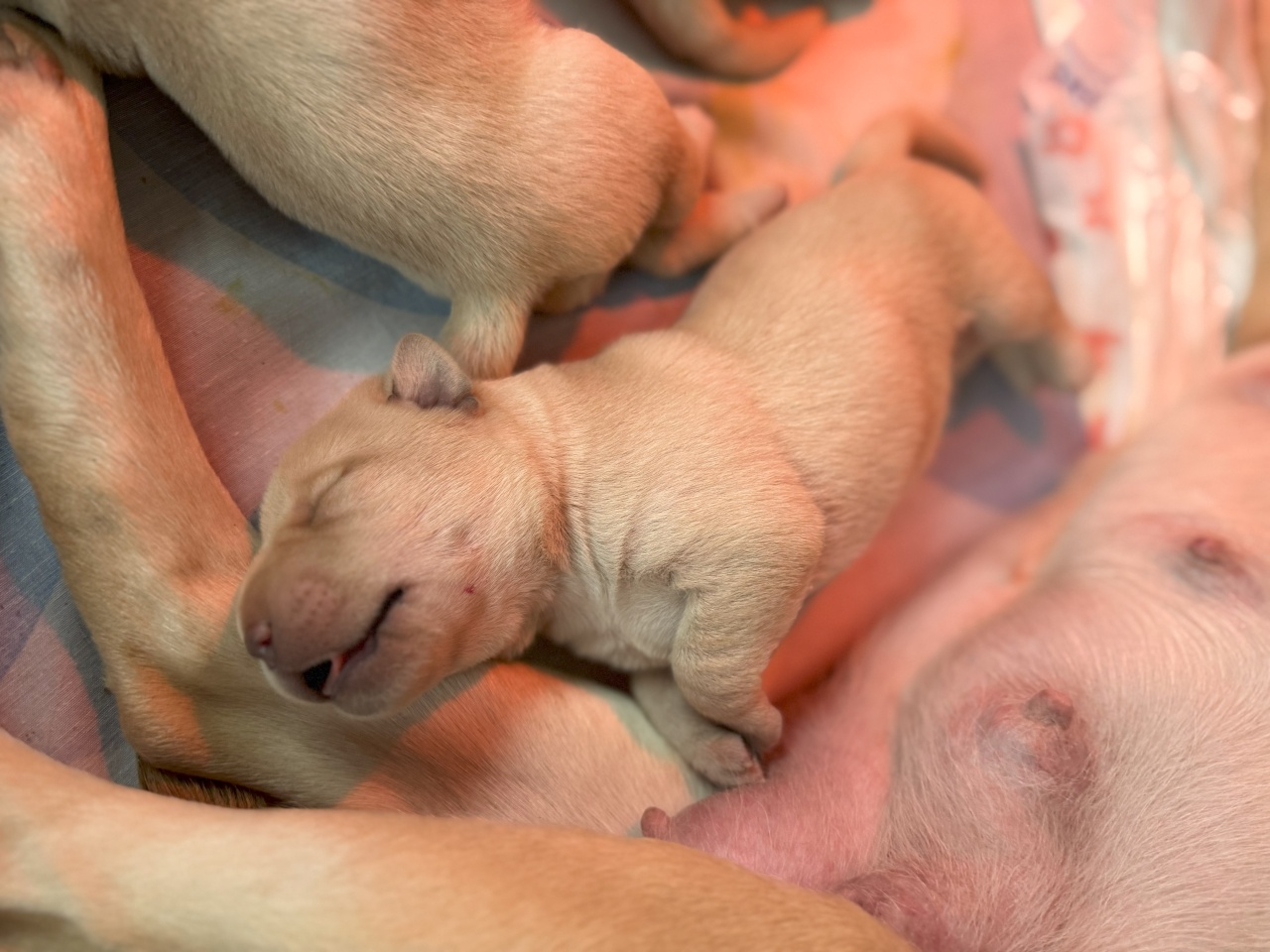 Borsó és Monsoon szerelemkölykei 1 hetesek lettek