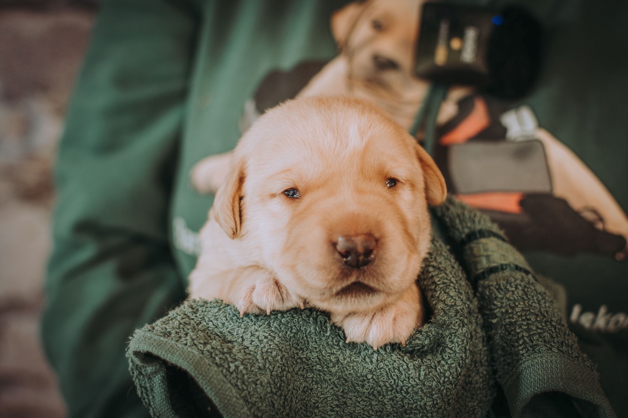 Nyílik a szeme Zorka kölykeinek