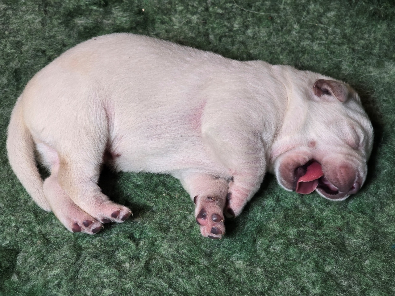 Zorka kölykei szeretik, ha a pocakjukat simogatják