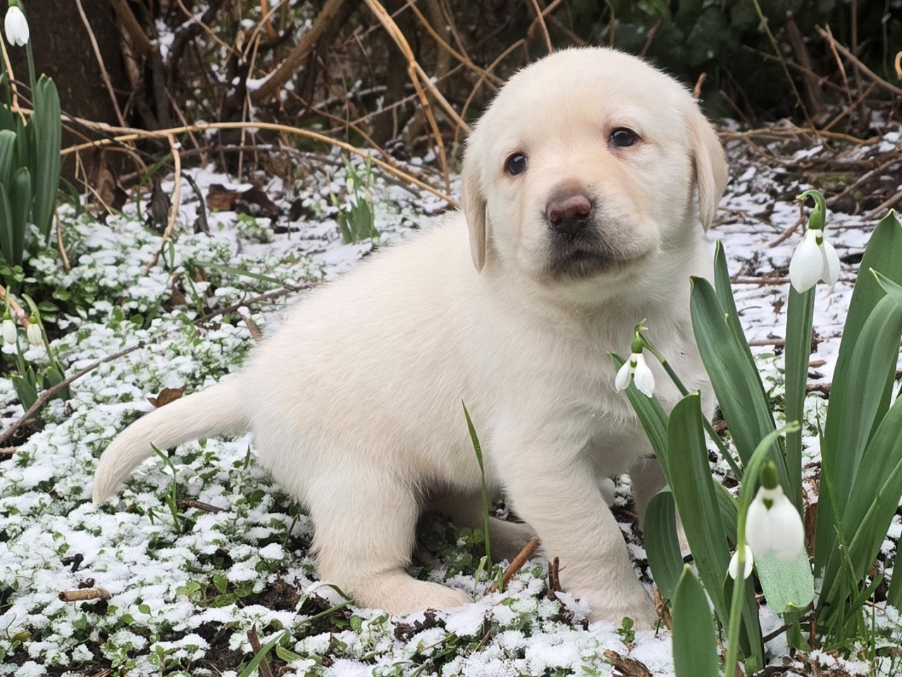 Harmóniában fejlődnek a vakvezető kölykök