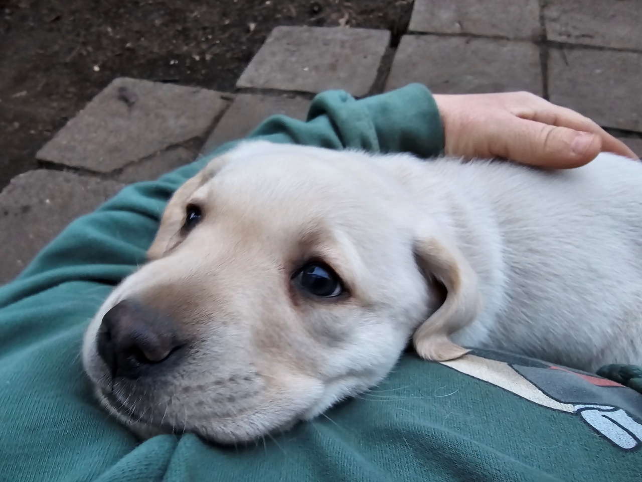 Törpilla öntudatra ébredt