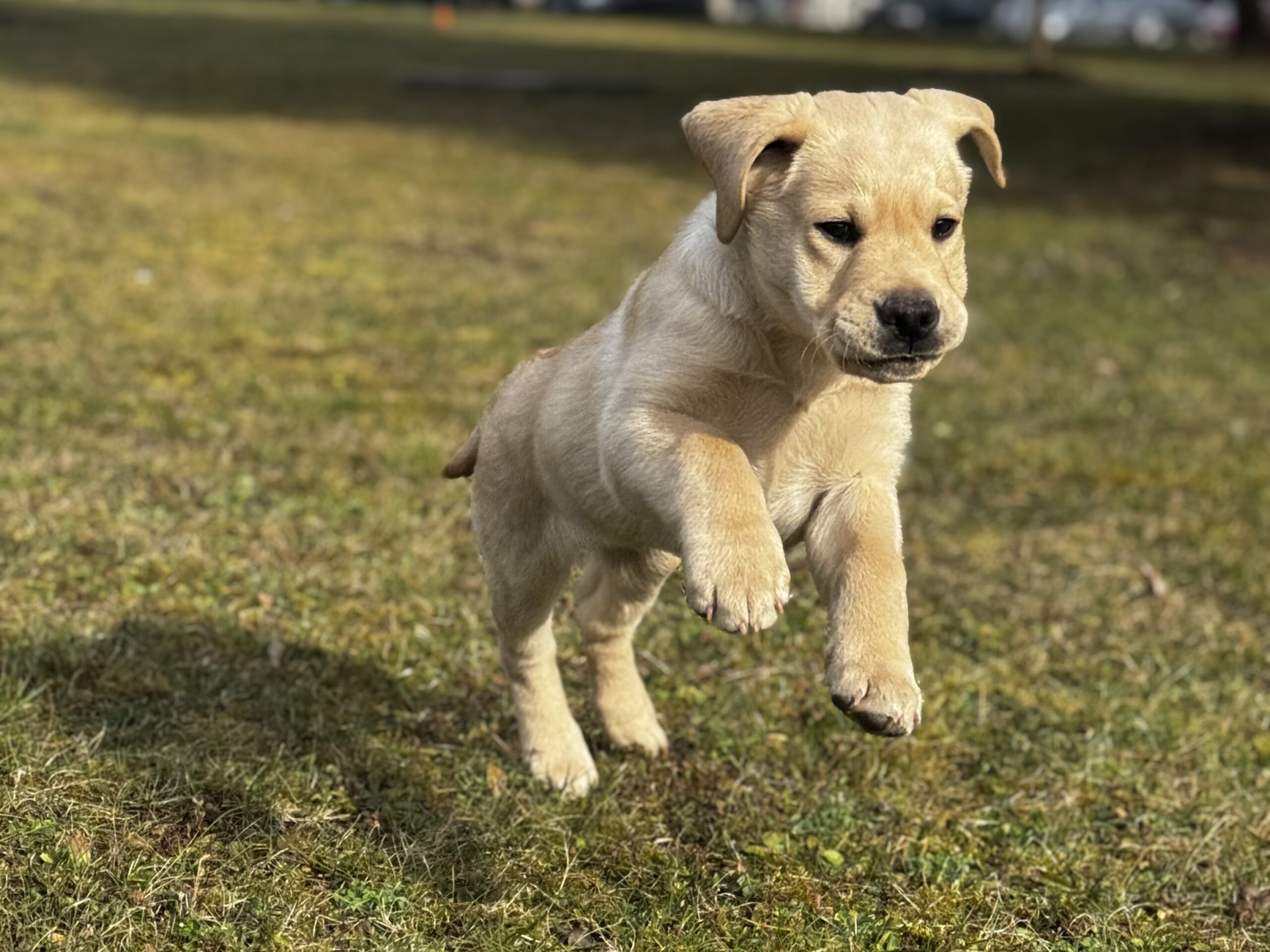 Kalandra fel, I betűs alom!