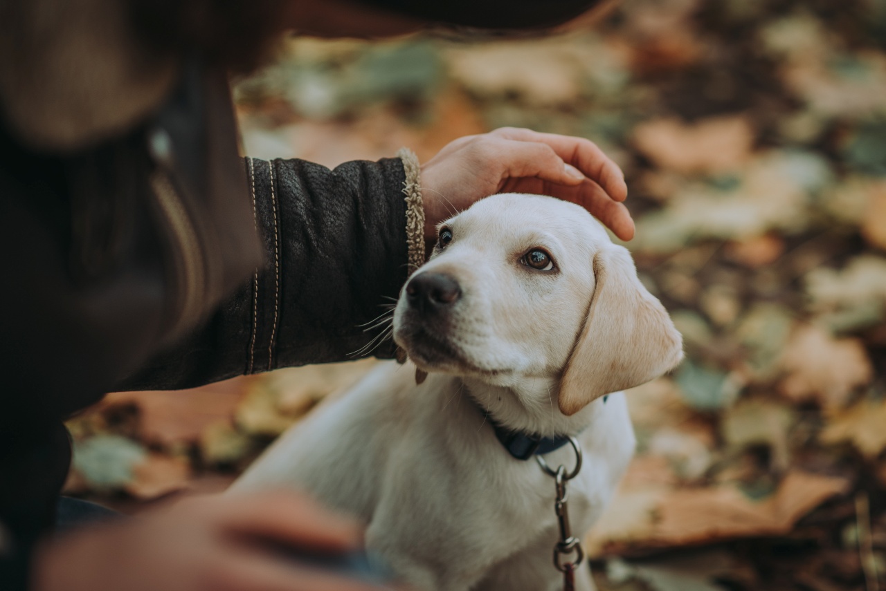 Így marad karcsú a kölyök kutya