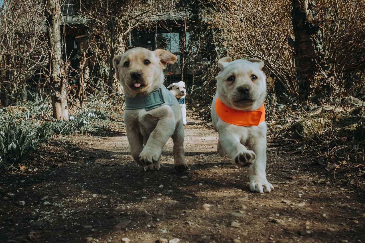 Nézzünk kölyökszemmel a világra