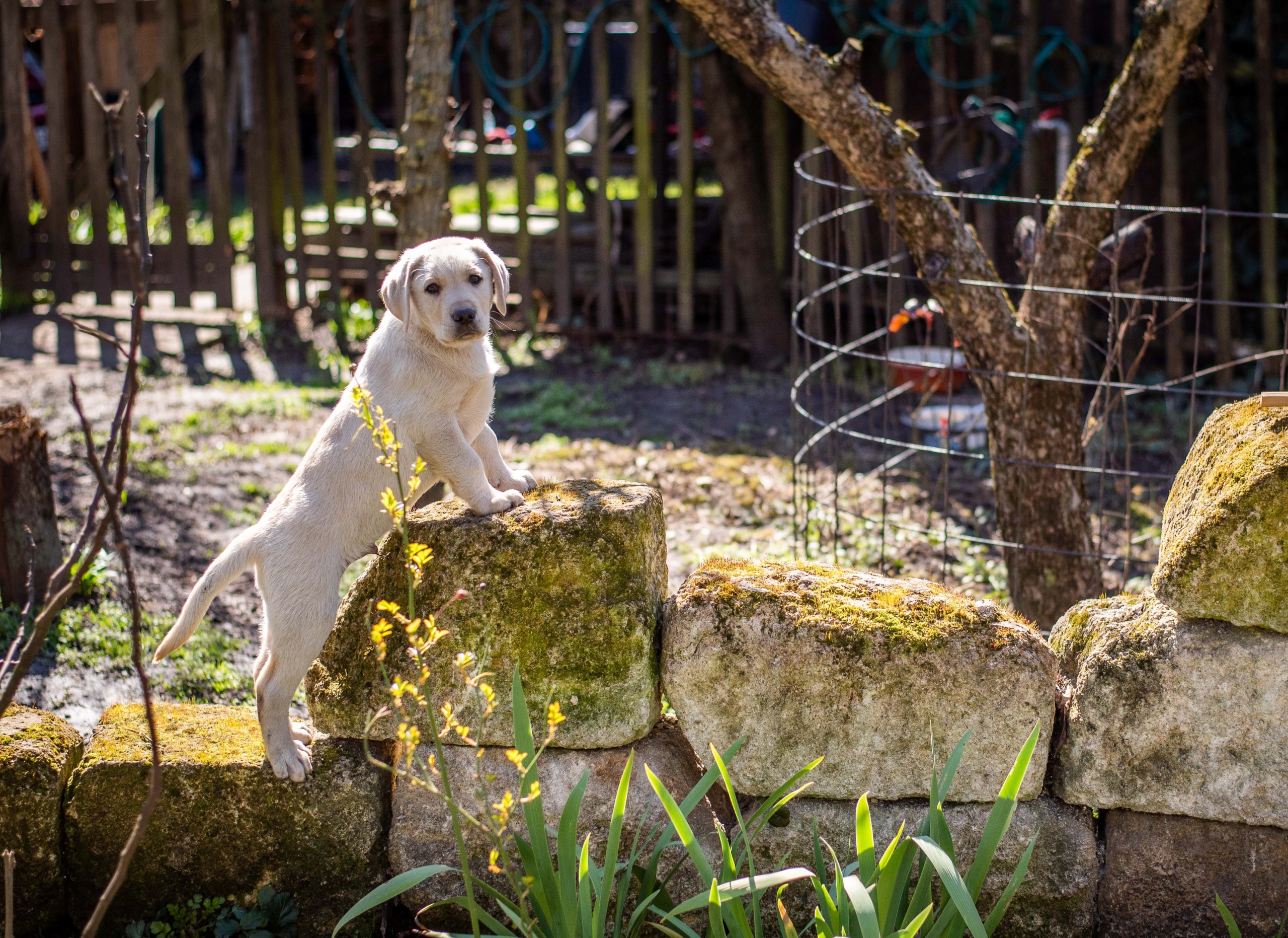 Új kalandok várnak Zorka kölykeire