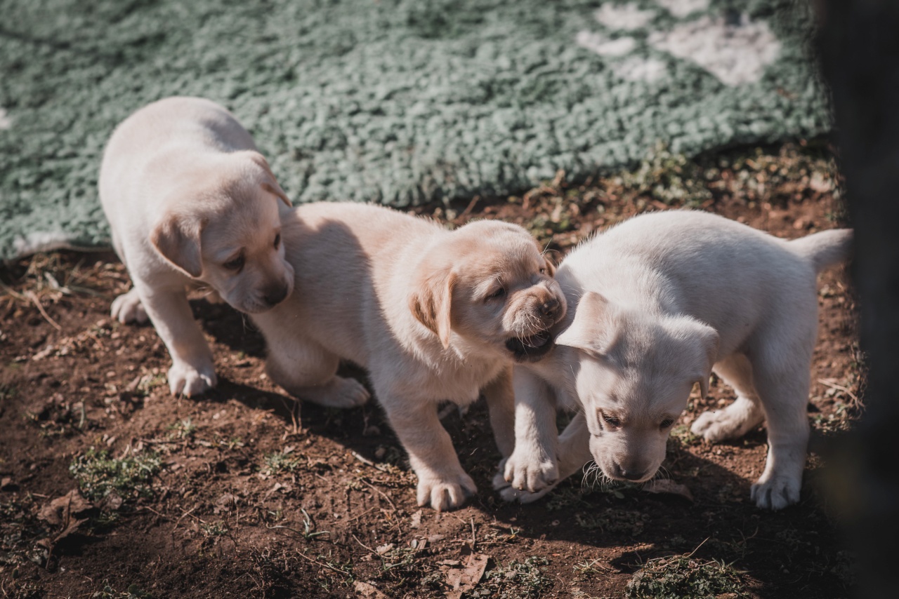 Tehetséges csapat – bemutatjuk Zorka kölykeit