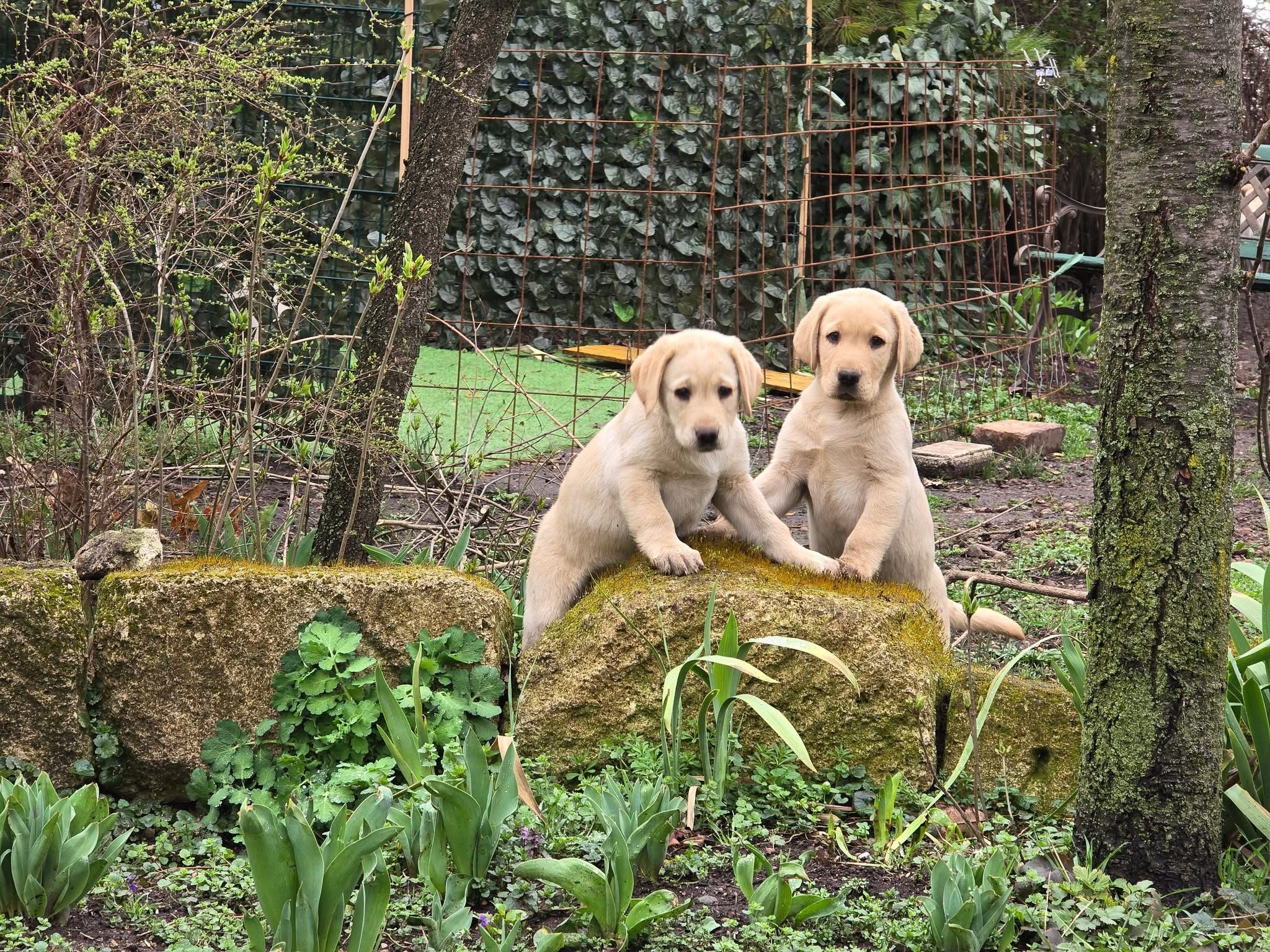 Öt otthon, egy közös cél – Zorka kölykei elköltöztek