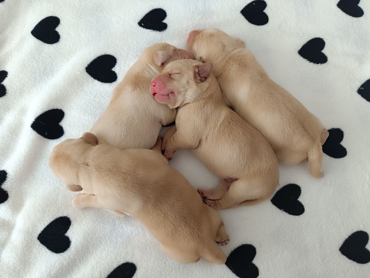 Négy vakvezető kölyök született