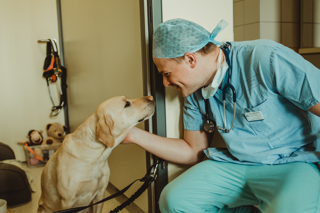 Ánizs az egyetlen vakvezető kutya, aki kórházban dolgozik!