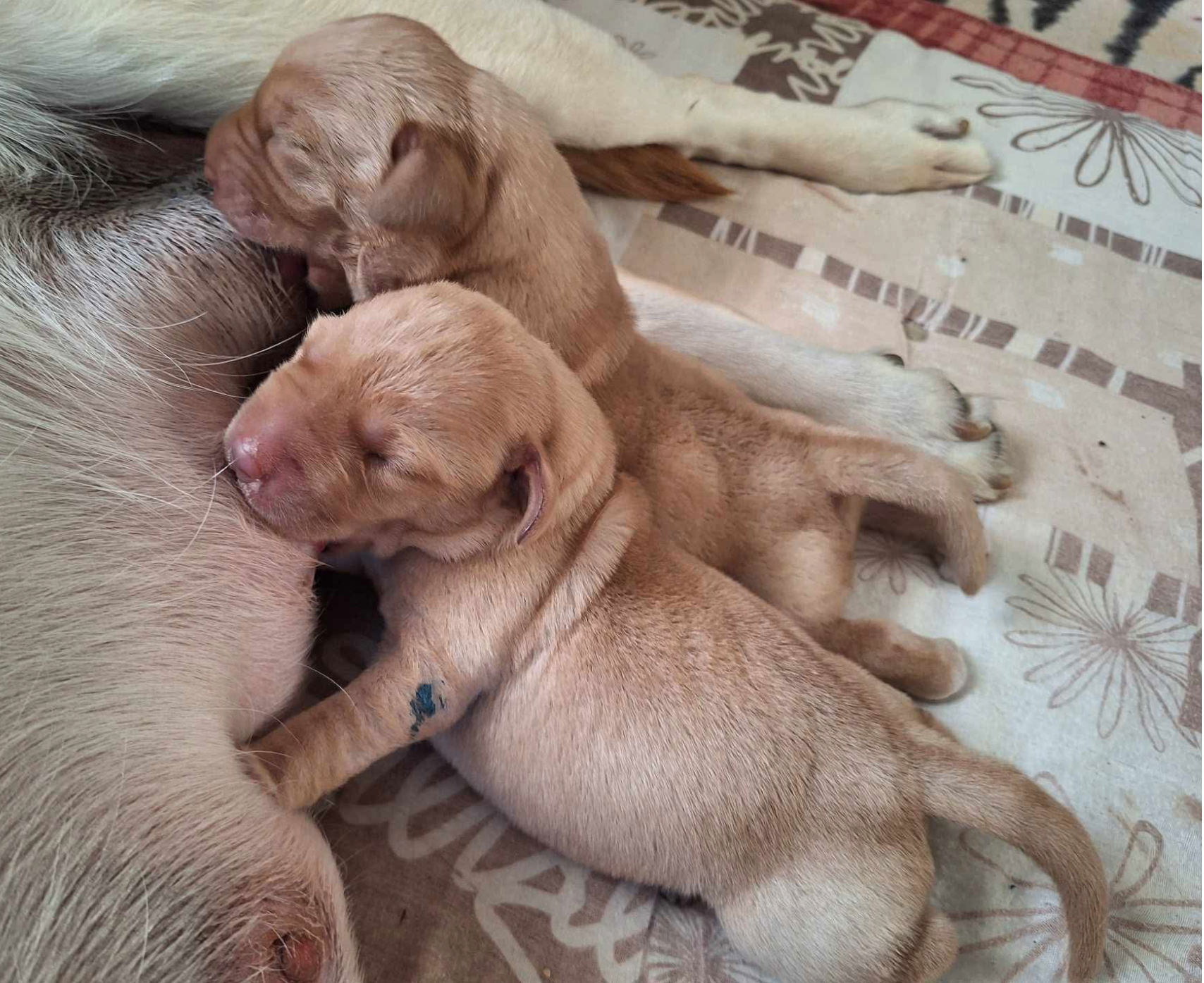 Vakkantanak Malina egyhetes kölykei