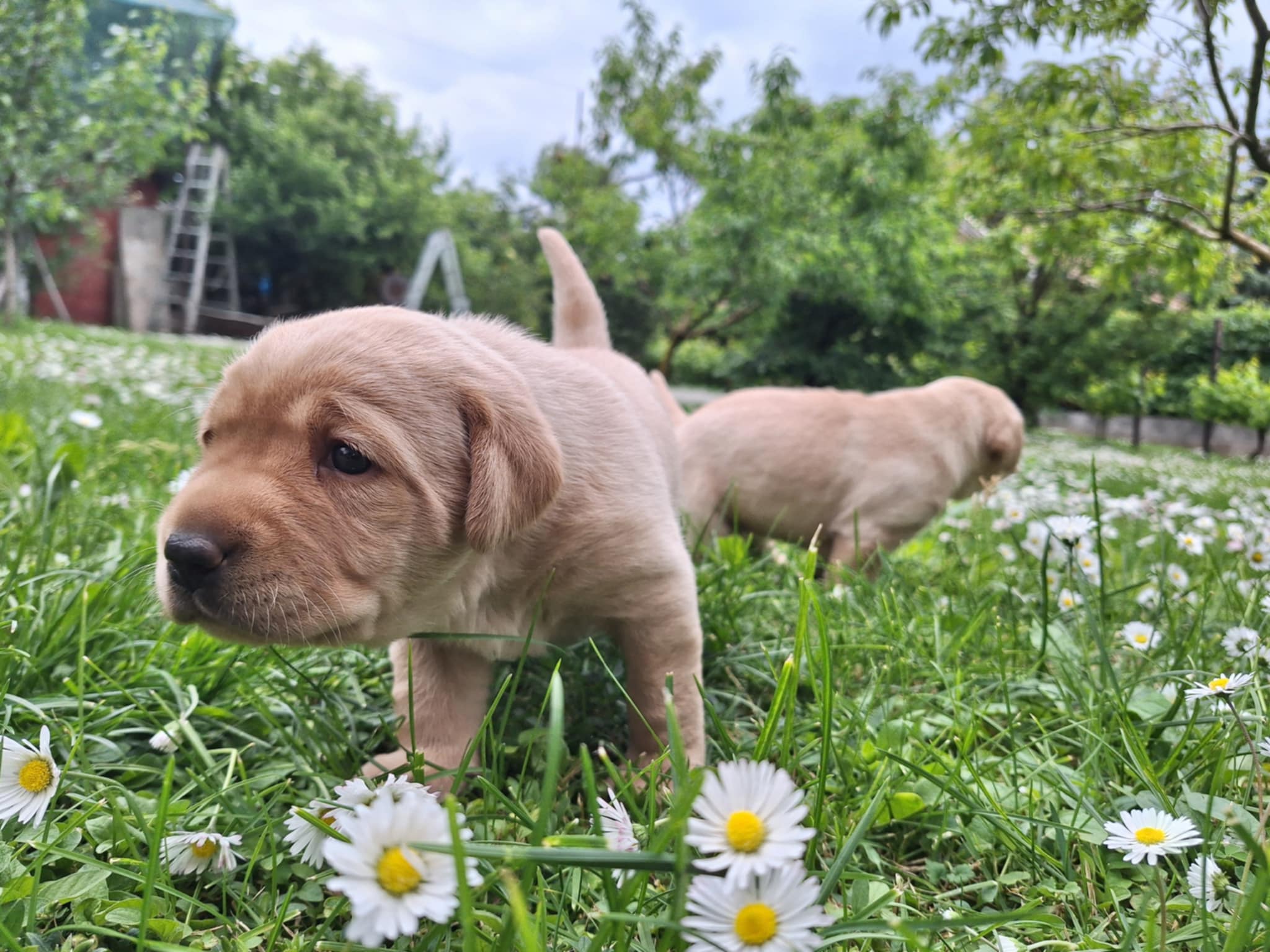 Ismerkednek a százszorszépekkel Malina kölykei