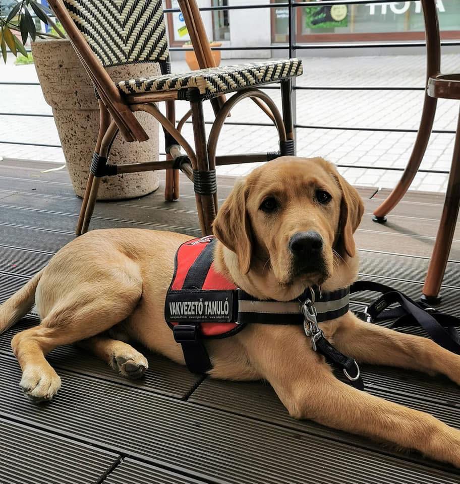 Tegyünk együtt a szabad kutyás élményekért!